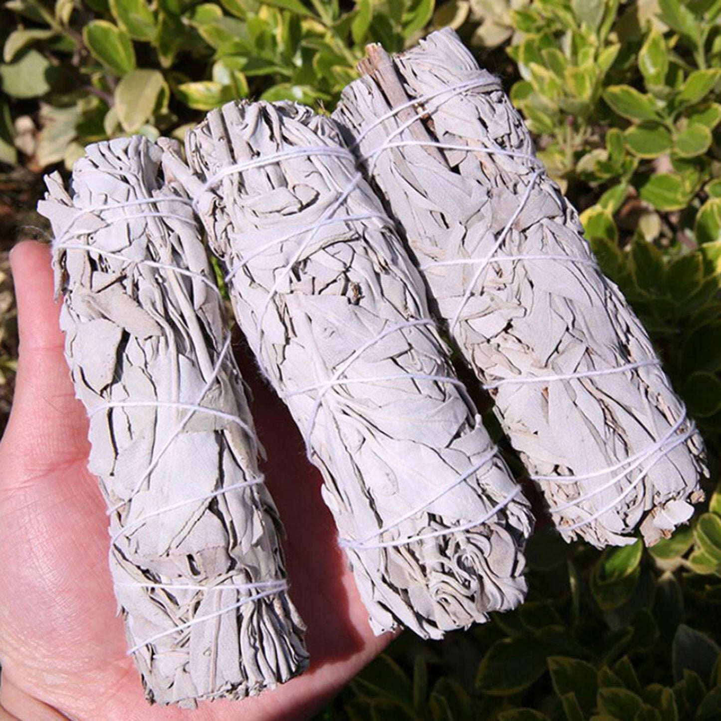 10cm White Sage Bundle California Smudge Stick Wand for Spiritual Burning, Palo Santo Sticks Aromatherapy Energy Cleansing Bundles